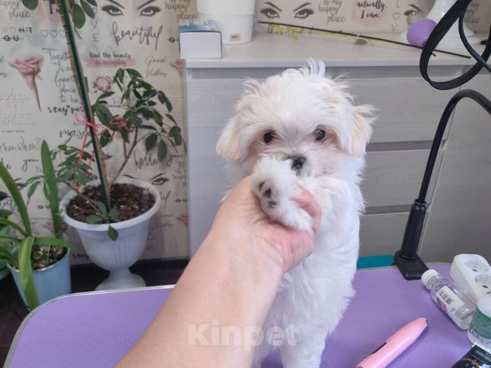 Собаки в Смоленске: Продаётся Девочка, 65 000 руб. - фото 1