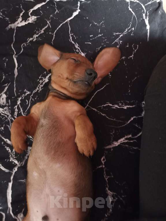 Собаки в Тамбове: Щенок таксы кобель Мальчик, Бесплатно - фото 2