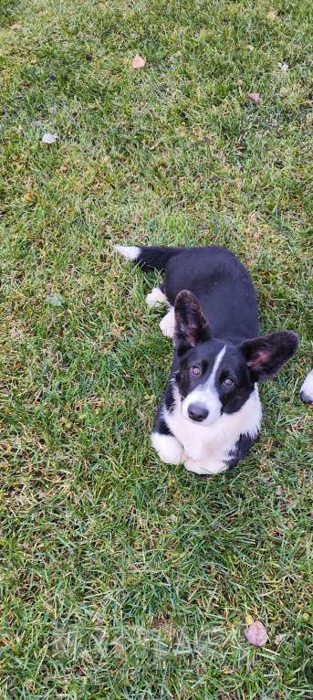 Собаки в Саратове: Вельш Корги Кардиган щенок Девочка, 45 000 руб. - фото 2