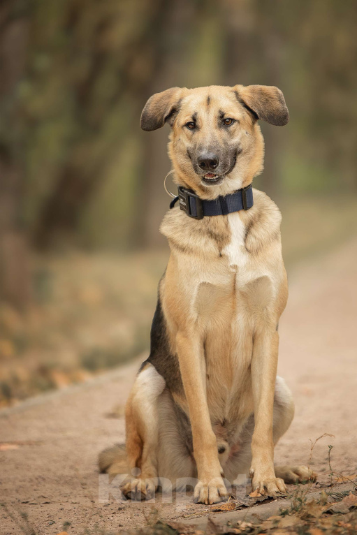 Собаки в Москве: Тотошка Мальчик, Бесплатно - фото 8