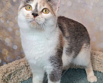 Кошки в Москве: Голубо-кремовая трехцветная кошка в добрые руки Девочка, Бесплатно - фото 5