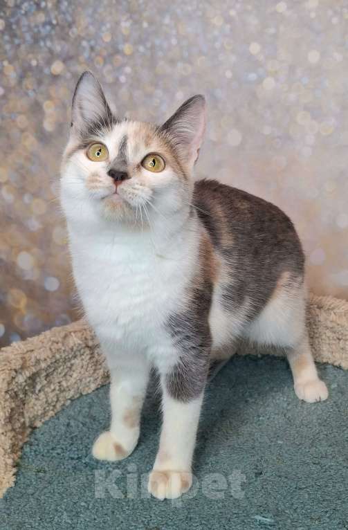 Кошки в Москве: Голубо-кремовая трехцветная кошка в добрые руки Девочка, Бесплатно - фото 5