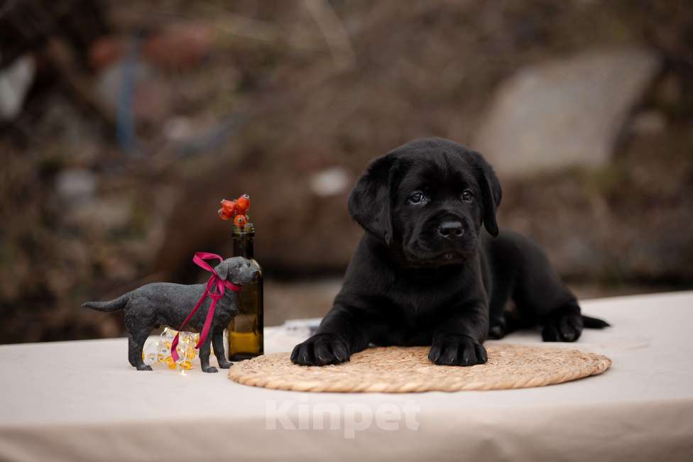 Собаки в Новороссийске: черный лабрадор Мальчик, Бесплатно - фото 4