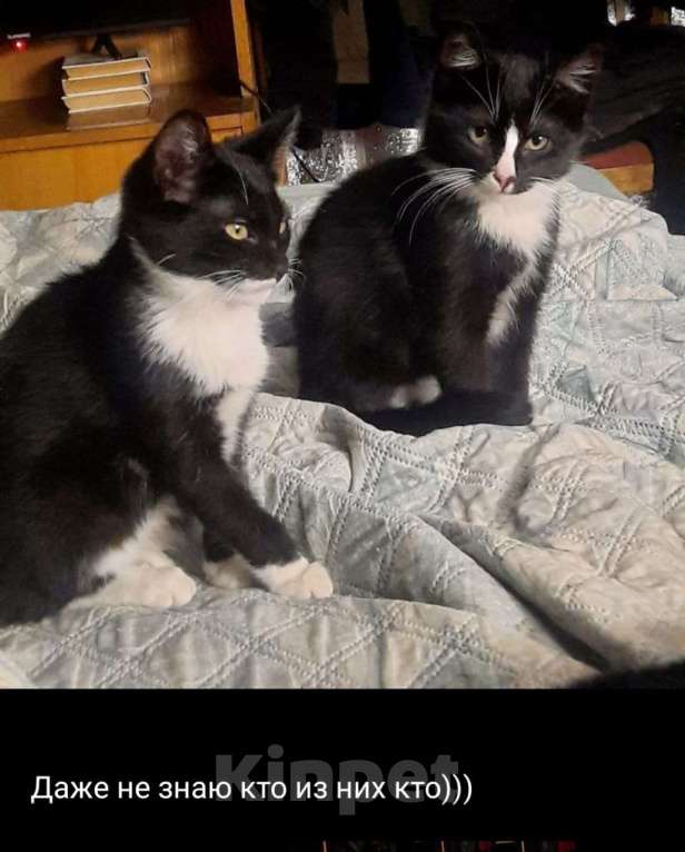 Кошки в Санкт-Петербурге: Василий и Федот Мальчик, Бесплатно - фото 1