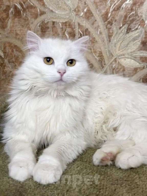 Кошки в Москве: Ариша ищет дом Девочка, Бесплатно - фото 2