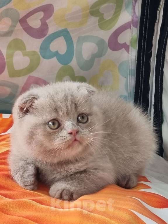 Кошки в Москве: Голубого окраса мальчик  Мальчик, 15 000 руб. - фото 10
