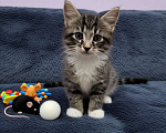 Кошки в Санкт-Петербурге: Котёнок котик. 6 недель. Растёт в домашних условиях Мальчик, Бесплатно - фото 1
