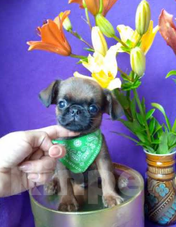 Собаки в Москве: Яркий мальчик пти-брабансон Мальчик, 50 000 руб. - фото 1