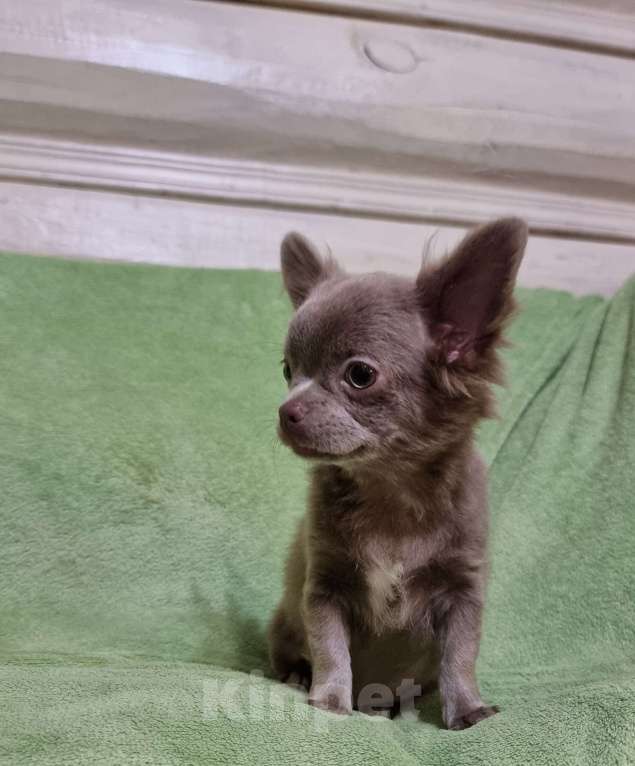 Собаки в Наро-Фоминске: Щенок чихуахуа лиловая девочка Девочка, 60 000 руб. - фото 5