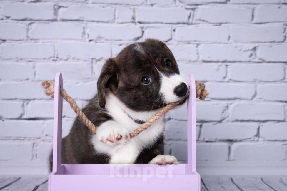 Собаки в Москве: Щенки Вельш-Корги Кардиган, 2 месяца, тигровый окр Мальчик, 50 000 руб. - фото 6