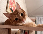Кошки в Щелково: Рыжий котик молодой потерялся в Щелково Мальчик, 10 000 руб. - фото 2