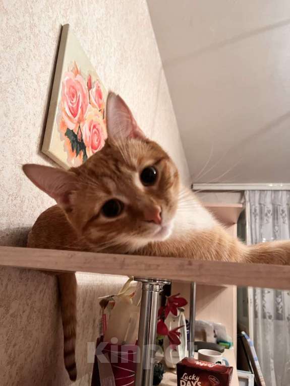 Кошки в Щелково: Рыжий котик молодой потерялся в Щелково Мальчик, 10 000 руб. - фото 2