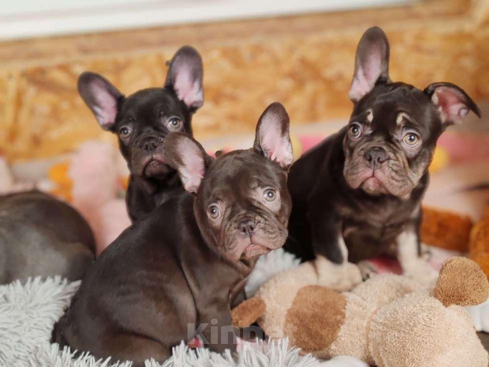 Собаки в Санкт-Петербурге: Шикарный шоколадный мальчик  Мальчик, 65 000 руб. - фото 3