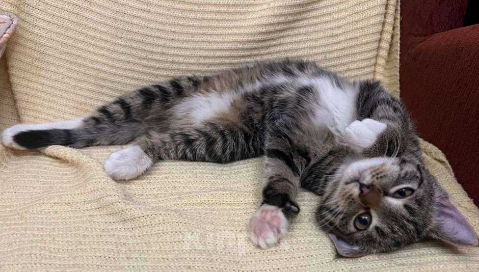 Кошки в Москве: Новогодний сюрприз, девочка, примерно 5 месяцев Девочка, Бесплатно - фото 3