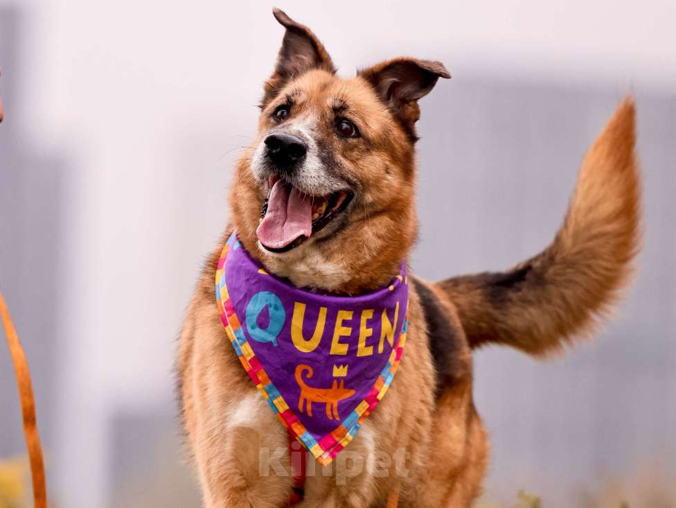 Собаки в Москве: Собака из приюта в добрые руки Девочка, Бесплатно - фото 1