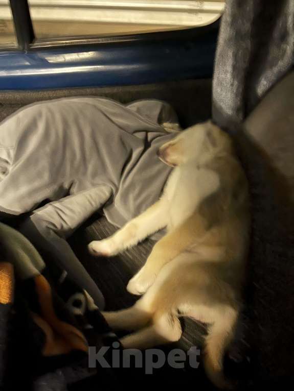 Собаки в Краснодаре: Продаю хаски щенок Девочка, 30 000 руб. - фото 3