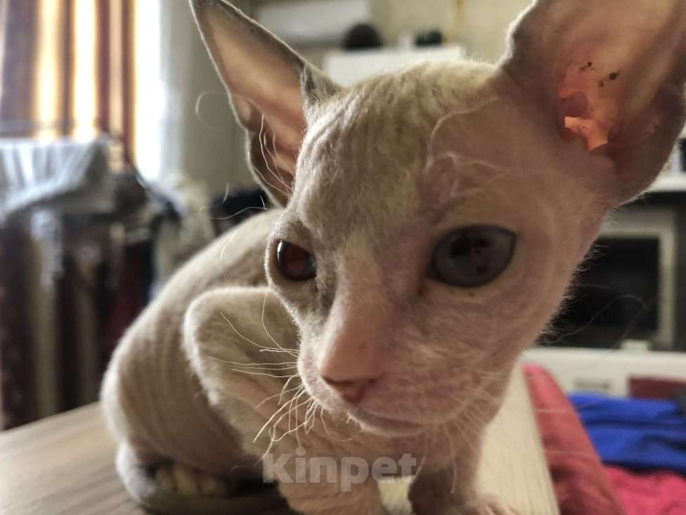 Кошки в Челябинске: Котенок донской сфинкс  полтора месяца  Мальчик, 12 000 руб. - фото 3