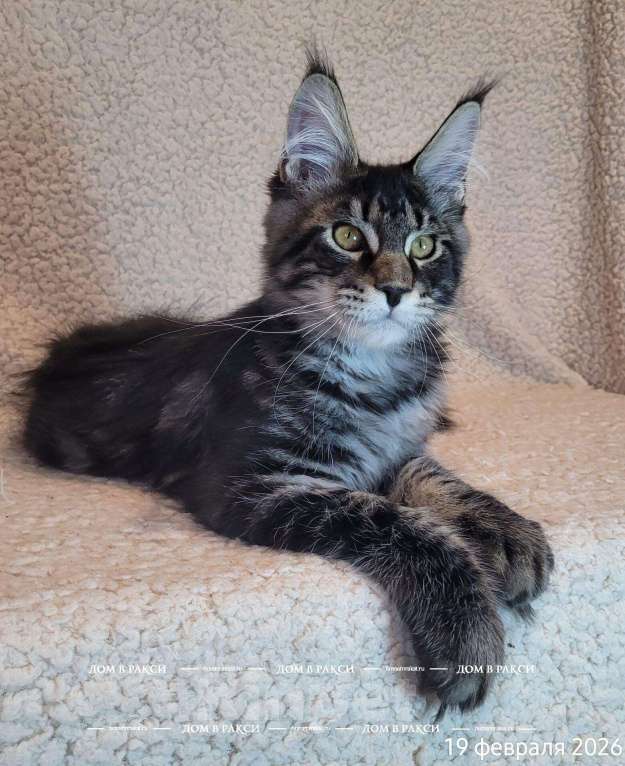Кошки в других городах Ленинградской области: Мейн-кун Zieger-Ж Raksi Line Мальчик, Бесплатно - фото 3