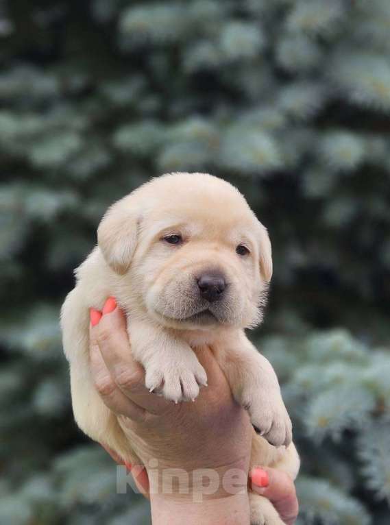 Собаки в Ижевске: Щенки лабрадора с чемпионской родословной Мальчик, 80 000 руб. - фото 4