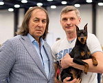 Собаки в Санкт-Петербурге: Вязка, 7 000 руб. - фото 3