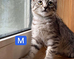 Кошки в Москве: Шотландские котята в добрые руки, 1 руб. - фото 7