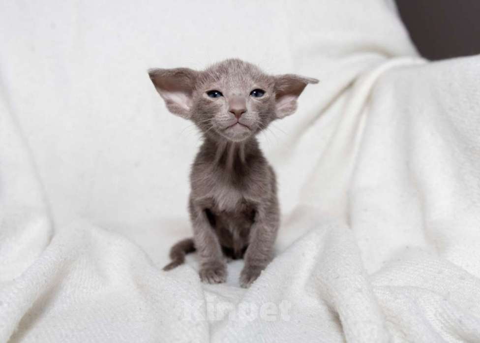 Кошки в Москве: Ориентальный котенок Мальчик, 55 000 руб. - фото 5