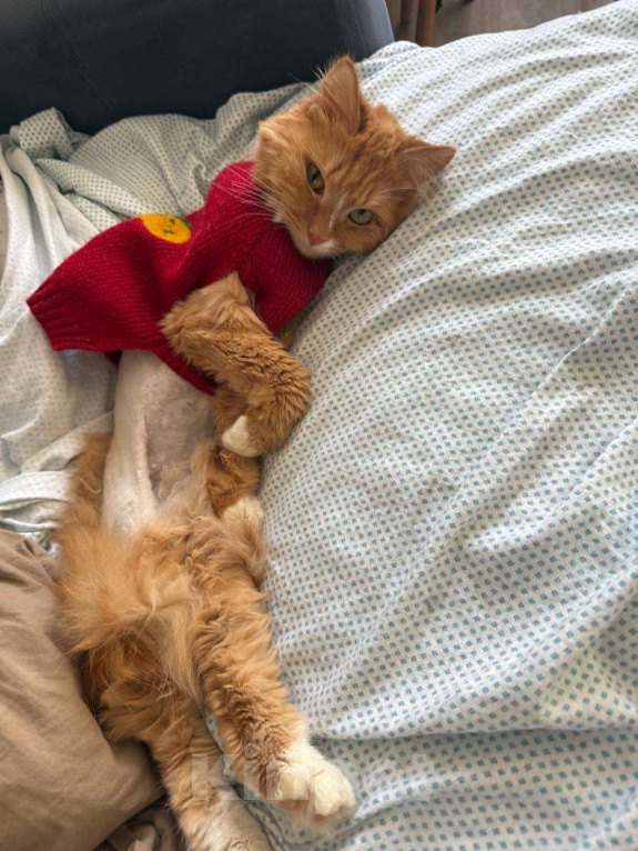 Кошки в Москве: Стильный Еремей ищет дом! Мальчик, Бесплатно - фото 6