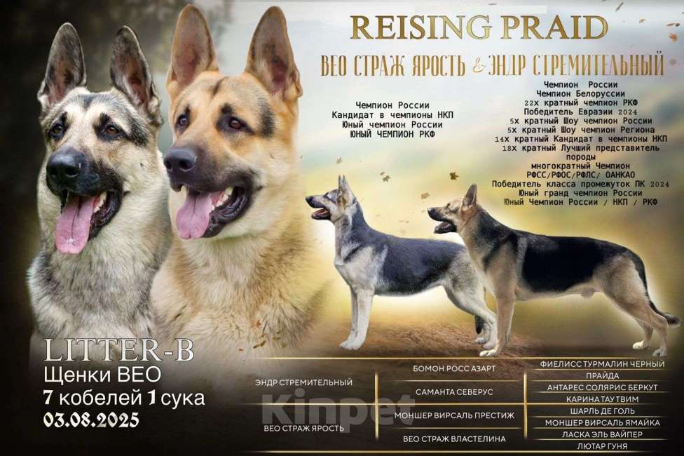 Собаки в Звенигороде: Овчарка щенок  Мальчик, 70 000 руб. - фото 4