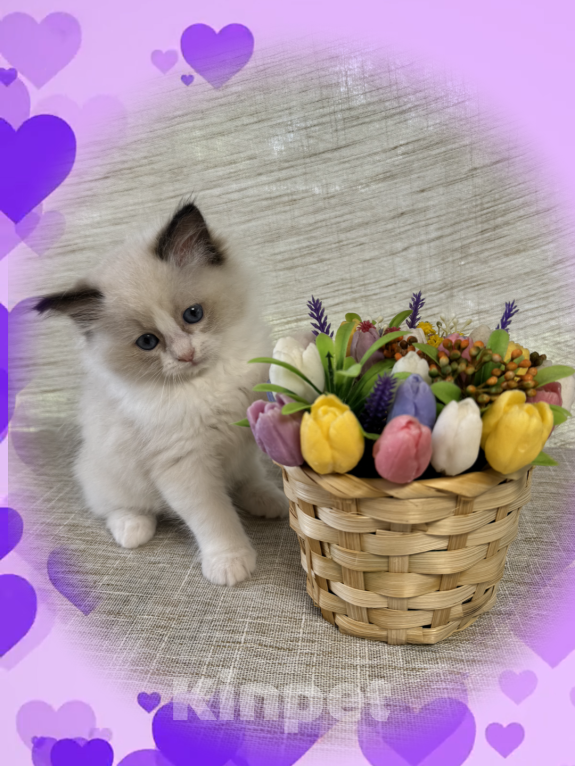 Кошки в Апрелевке: Котенок рэгдолл. Девочка Девочка, 85 000 руб. - фото 3