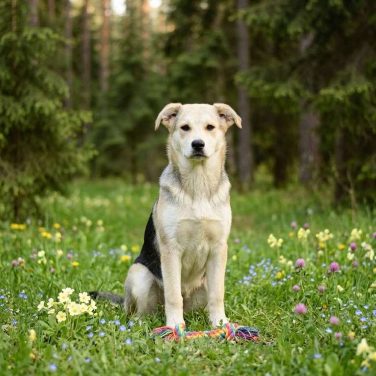 Собаки в Дмитрове: щенок Ася в добрые руки Девочка, Бесплатно - фото 2