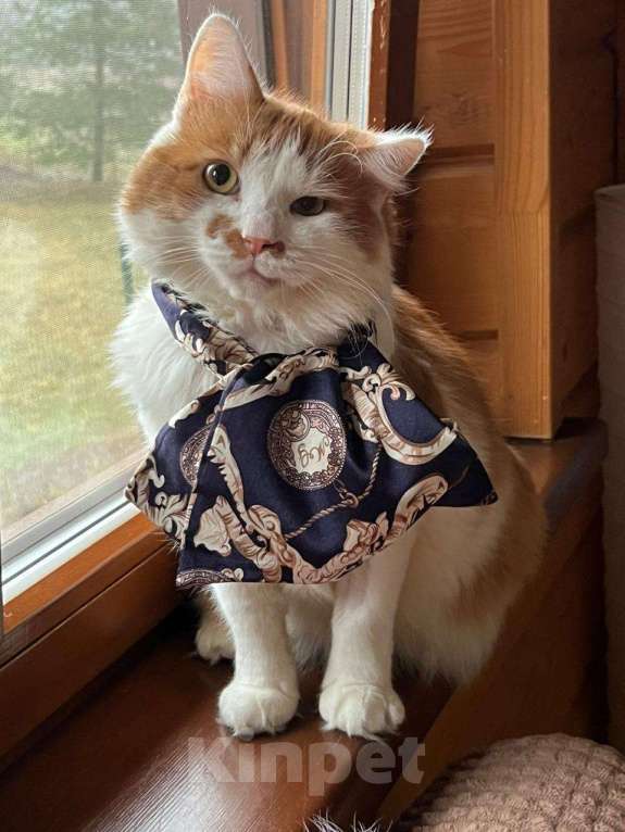 Кошки в Санкт-Петербурге: Красивый пушистый кот ищет дом Мальчик, Бесплатно - фото 7