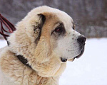 Собаки в Москве: Буран Мальчик, Бесплатно - фото 1