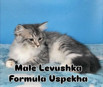 Сибирский котик Левушка