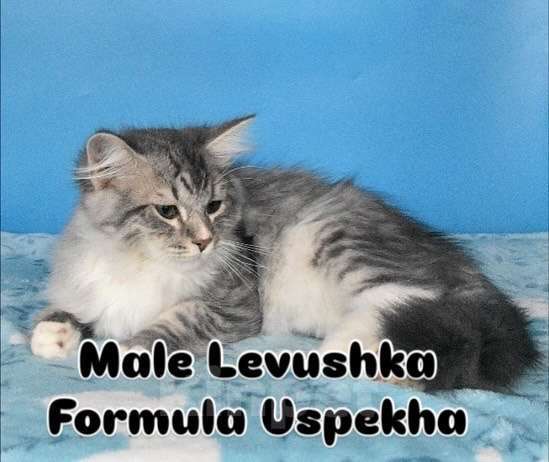 Кошки в Москве: Сибирский котик Левушка Мальчик, Бесплатно - фото 1