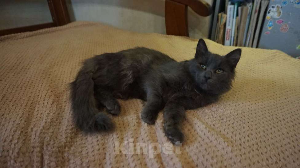 Кошки в Москве: Котенок Боня 4,5 месяца в добрые руки  Мальчик, Бесплатно - фото 4