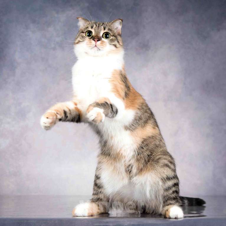 Кошки в Москве: Нежная ласковая кошечка Лёля в добрые руки Девочка, Бесплатно - фото 3