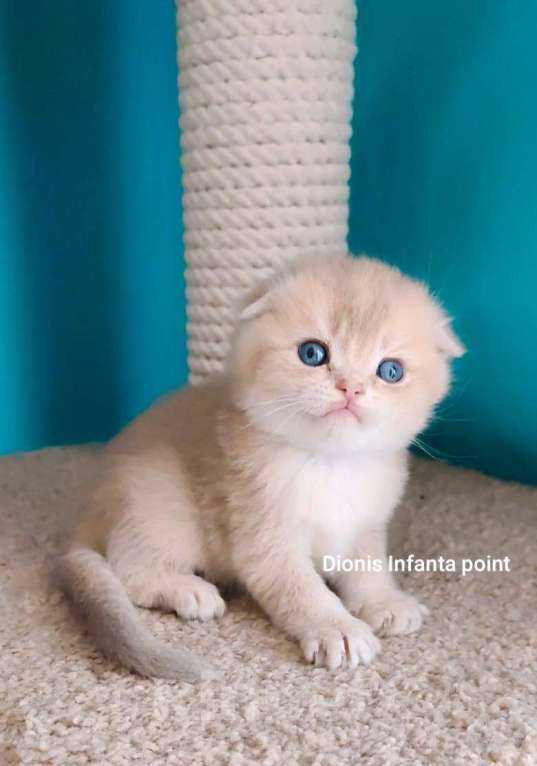 Кошки в Москве: Породистые золотые шотландцы Разнополые, 25 000 руб. - фото 9