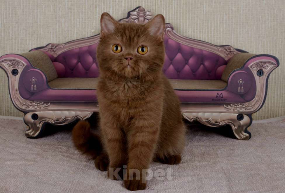 Кошки в Санкт-Петербурге: британский котик окраса циннамон Мальчик, 60 000 руб. - фото 2