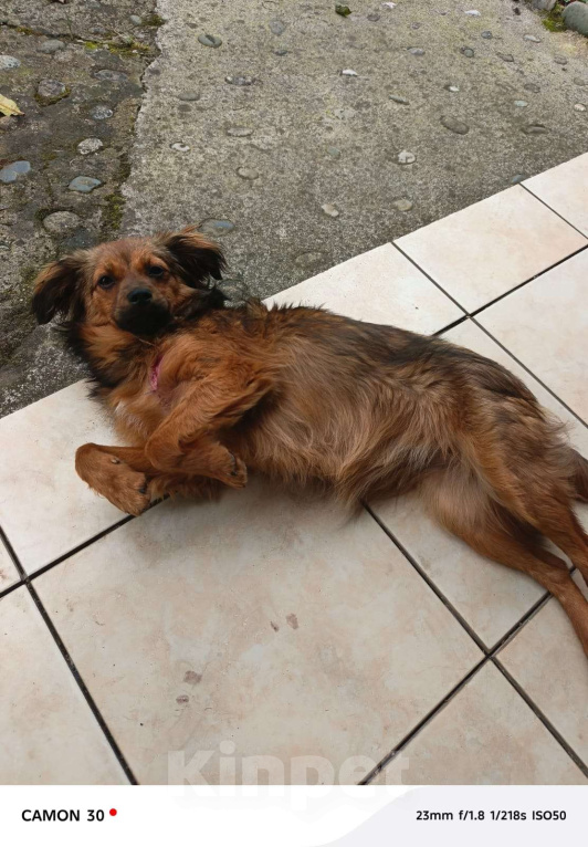 Собаки в Москве: Скромная малышка Юна Девочка, Бесплатно - фото 4