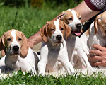 Собаки в Великом Новгороде: щенки английского пойнтера Мальчик, Бесплатно - фото 1