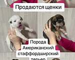 Собаки в Тимашевске: Продажа щенка   Мальчик, 20 000 руб. - фото 1