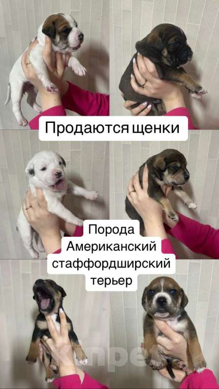 Собаки в Тимашевске: Продажа щенка   Мальчик, 20 000 руб. - фото 1