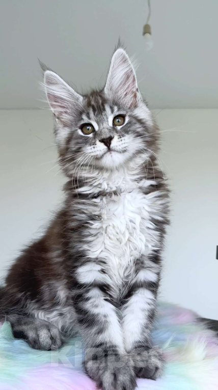 Кошки в Москве: Мейн кун Девочка, Бесплатно - фото 4