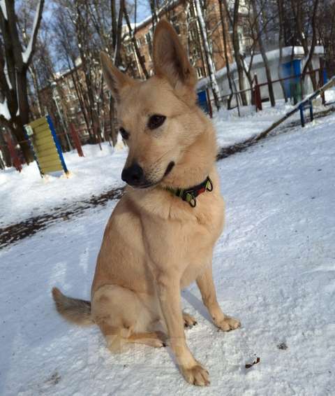 Собаки в Москве: Мила, самое милое и потрясающее создание! Девочка, Бесплатно - фото 1