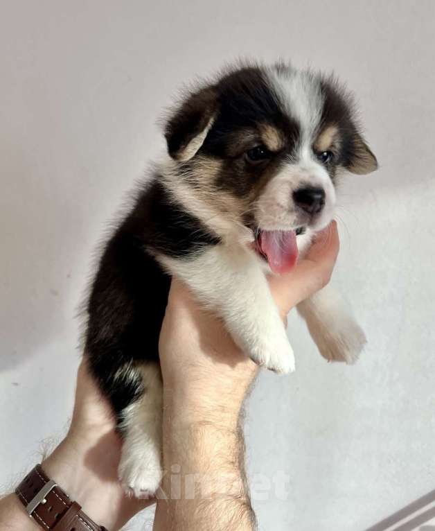 Собаки в Челябинске: Щенок Вельш корги пемброк Девочка, 60 000 руб. - фото 3