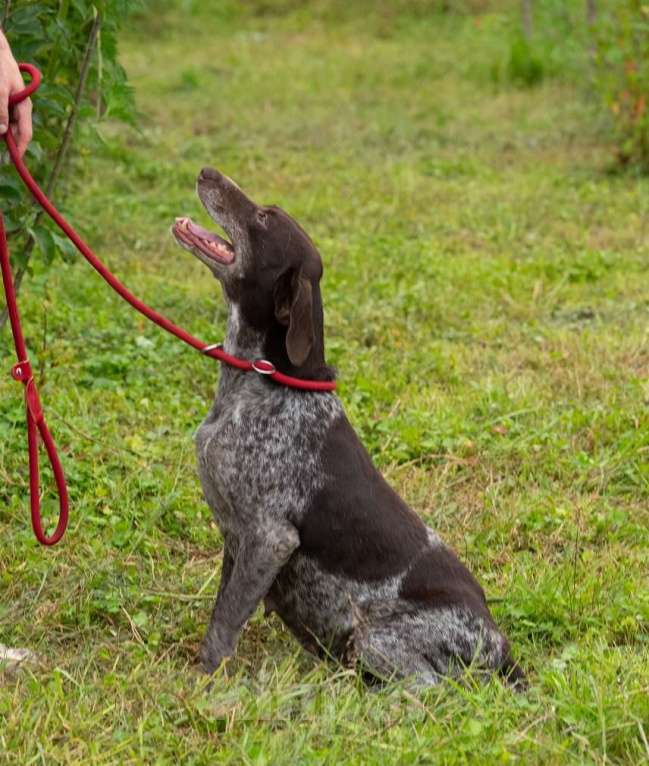 Собаки в Москве: Курцхаар Лея ищет дом! Девочка, Бесплатно - фото 4
