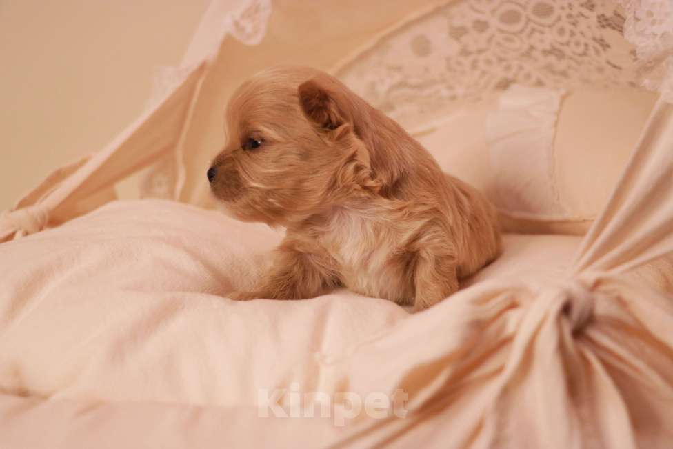 Собаки в Москве: Мальтипу светлый мальчик Мальчик, 90 000 руб. - фото 2