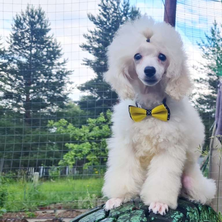 Собаки в Москве: Щенок миниатюрного  пуделя Мальчик, 50 000 руб. - фото 4