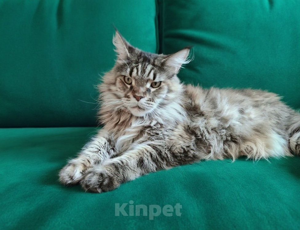 Кошки в Санкт-Петербурге: Молодая кошка породы Мейн-кун ищет дом Девочка, Бесплатно - фото 4