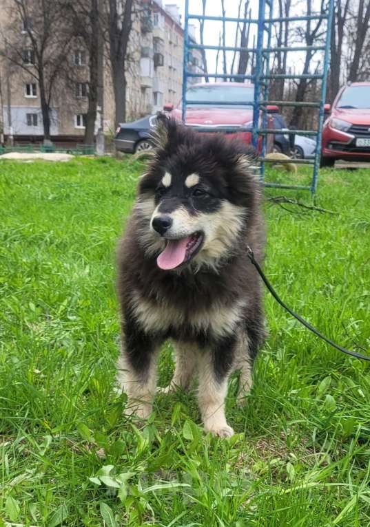 Собаки в Москве: Щенок 6 месяцев Бентли в добрые руки Мальчик, Бесплатно - фото 5